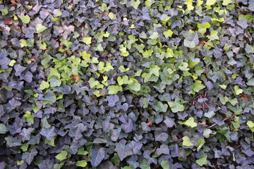 Dark Green Ivy Texture/Background 