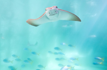 stingray