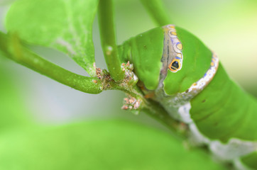 caterpillar