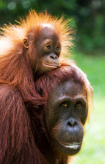 Portrait of a female orangutan with a baby in the wild. Indonesia. The island of Kalimantan (Borneo). An excellent illustration. © gudkovandrey