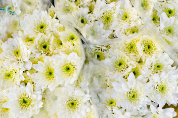 Amazing fresh bouquets of white daisy in transparent cellophane wrap