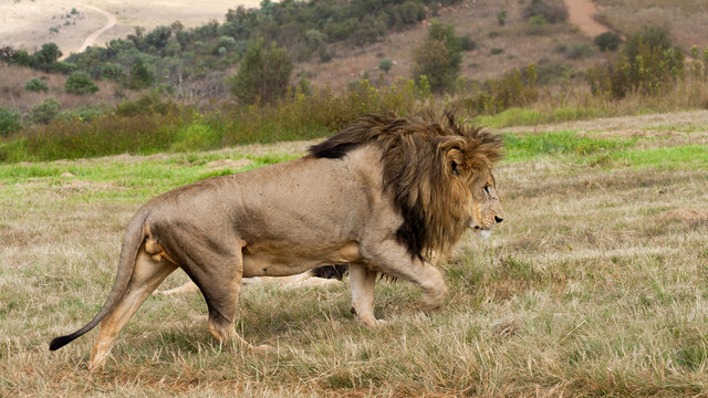 Side view of lion (panthera leo) walking, Sterkfontein DMA, Gauteng, South Africa