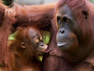 Portrait of a female orangutan with a baby in the wild. Indonesia. The island of Kalimantan (Borneo). An excellent illustration.