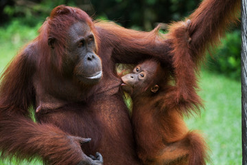 Portrait of a female orangutan with a baby in the wild. Indonesia. The island of Kalimantan (Borneo). An excellent illustration.