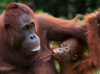 Portrait of a female orangutan with a baby in the wild. Indonesia. The island of Kalimantan (Borneo). An excellent illustration.