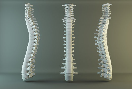 human spine