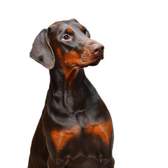 Portrait of brown doberman on the white background - 97833654