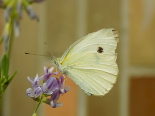 Butterfly on flower