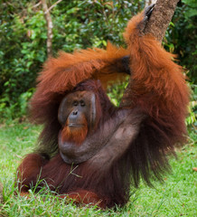 Naklejka premium Dominant male orangutan sitting on the ground. Indonesia. The island of Kalimantan (Borneo). An excellent illustration.