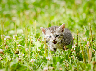 Naklejka na ściany i meble little kitten, outdoor