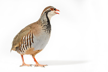 Fototapeta premium Wildlife studio portrait: Red-legged partridge on white background. Blank space at right.