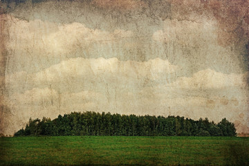 forest old landscape