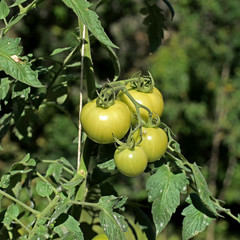 fresh tomatoes on tree plant