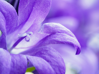 Purple bell flower campanula closeup