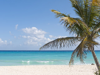 Obraz premium Palm tree on caribbean white sand beach