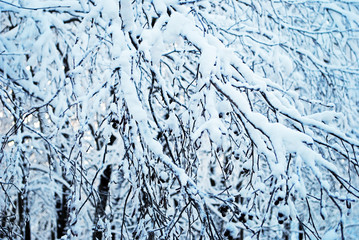 Trees in hoarfrost background