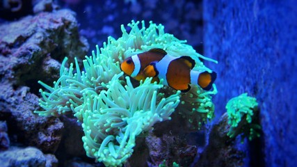 Fototapeta na wymiar Ocellaris Clownfish (Amphiprion ocellaris ) 