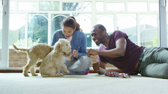  Couple relaxing at home with 2 cute young cocker-poo puppies. 