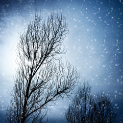 Aged tree in winter