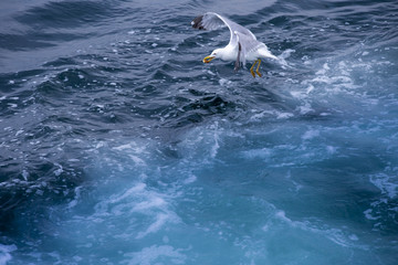 Chasing bird for prey over Marmara sea in Istanbul city,Turkey