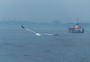Chasing bird for prey over Marmara sea in Istanbul city,Turkey