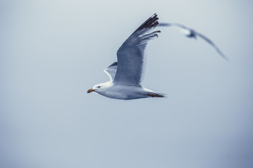 Chasing bird for prey over Marmara sea in Istanbul city,Turkey