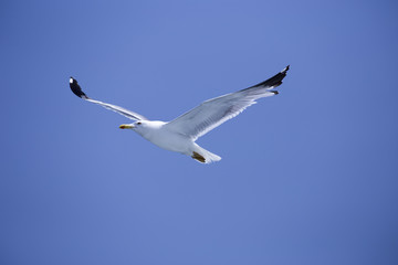 Fototapeta premium Chasing bird for prey over Marmara sea in Istanbul city,Turkey