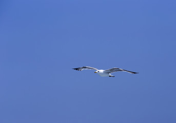 Chasing bird for prey over Marmara sea in Istanbul city,Turkey