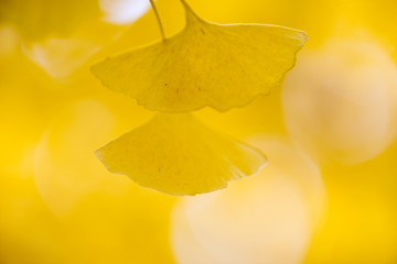 Ginkgo biloba details