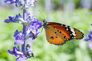 Close up a butterfly