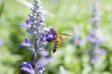 Bee on the flower