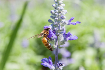 Bee on the flower