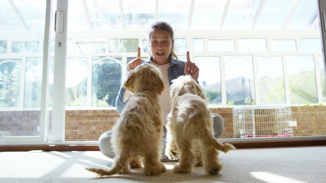  Young woman at home with 2 cute young puppies, working on obedience training. 