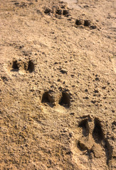 traces of wild boar