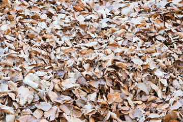Fall leaves sunset
