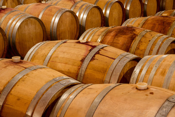 Rows of oak wine barrels in a winery cellar.