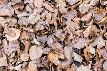 Fall leaves sunset
