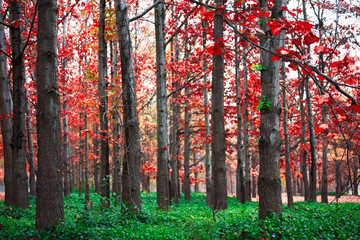 Obrazy na Szkle  Kolory jesieni w lesie