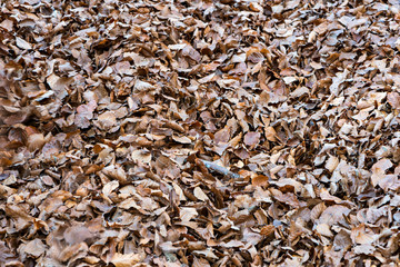Fall leaves sunset