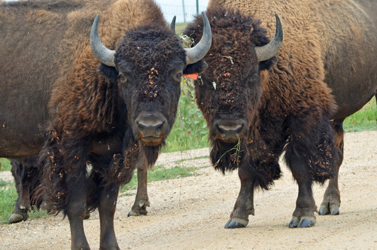 close up of two male buffalo 