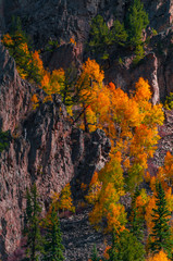 Aspen Trees Fall Colors