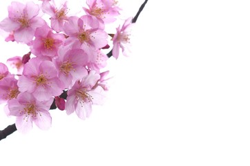 桜の花　白バック
