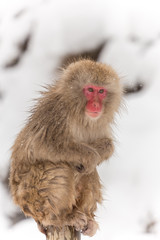 雪の中のきれいなおさるさん　 Pretty Japanese monkey