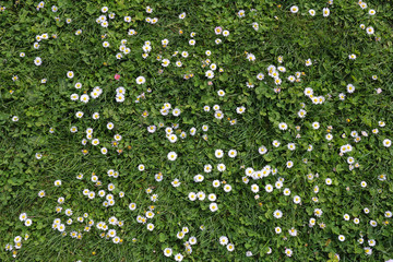 daisies in clover, floral background - Powered by Adobe