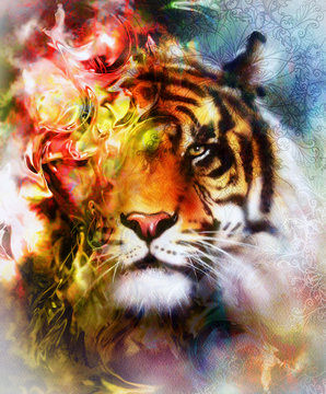  tiger collage on color abstract  background and mandala with ornamet , wildlife animals.
