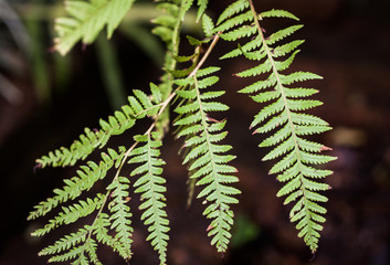 Close-up fern leaf in garden