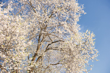 白い花の桜と青空