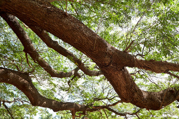 Obraz premium Under big green tree, garden