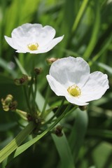 Obraz premium Texas mud baby flower