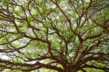 Under big green tree, garden
